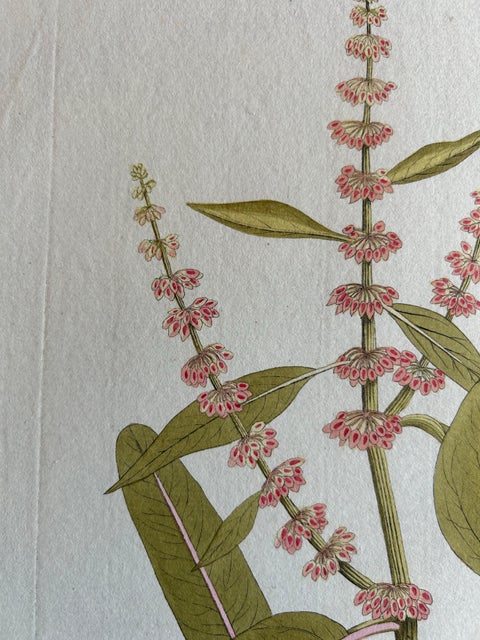 Broad-Leaved Dock, Medicinal Plant Engraving from Plenck, Vienna c.1788, view 4
