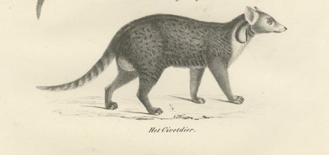 19th-Century Lithograph of the Genet, Civet, and African Civet in Fine Detail, close-up 2