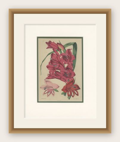 Antique Botany Print of Gladiolus Varieties by Cheffins 'c.1850', shown framed