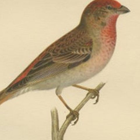 Antique Bird Print of the Common Rosefinch by Von Wright, 1927, close-up 2