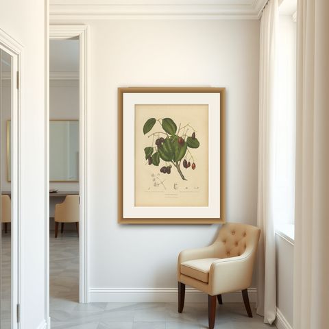 Antique Java Plum Botanical Chromolithograph by Hoola van Nooten, c. 1880, shown framed in a room