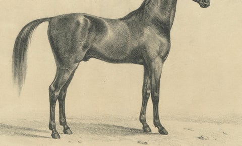Antique Arabian Horse Lithograph “Aga” by August Jäger, 1846, close-up 4