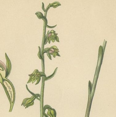 Epipactis Spectrum: A Botanical Study from 1904, close-up 1