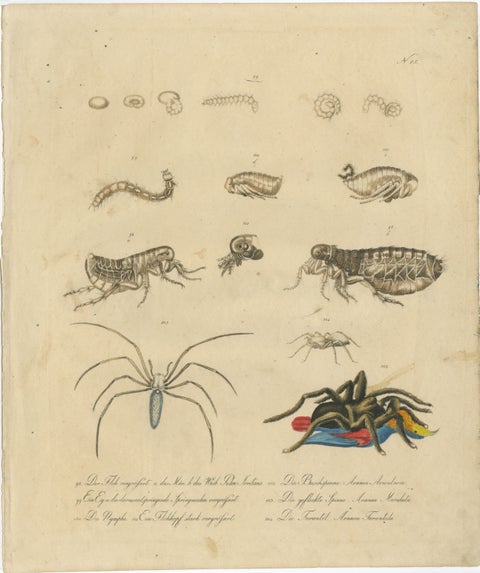 Fleas, Tarantula & Spiders, Brodtmann Hand-Colored Natural History Plate, 1816, view 2