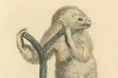 Antique Print with Hand Coloring of a Linnaeus's Two-Toed Sloth, ca.1825, close-up 1