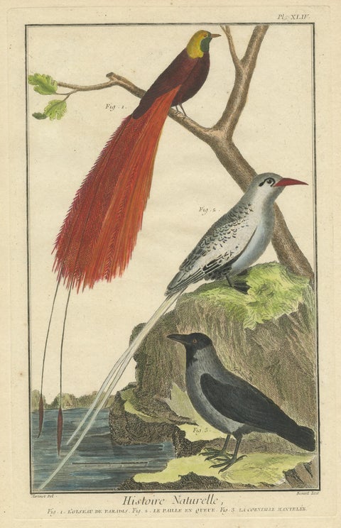 Antique Bird Print, Bird of Paradise, Tropicbird, Hooded Crow, circa 1760, view 2
