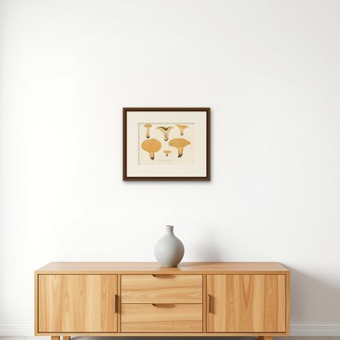 Antique Mycology Print of Lactarius Deliciosus by E.M. Fries, circa 1860, shown framed on a wall