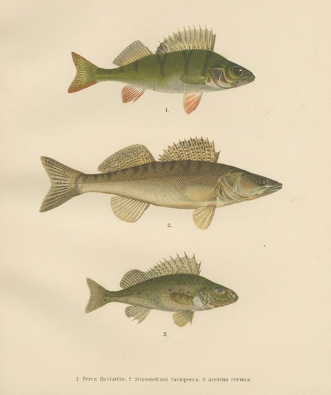 Perch, Pike-Perch, and Ruffe - Majestic Scandinavian Fish Lithograph, 1895, close-up 5