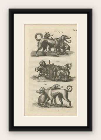 Antique Print of Various Dog Breeds "Tab LXIX" by J. Jonston, 1657, shown framed