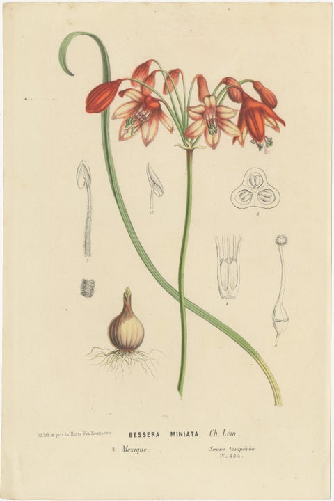 Floral Collection: Coral Drops, Prairie Gentian, Monkey Orchid, Bellflower, 1875, view 2