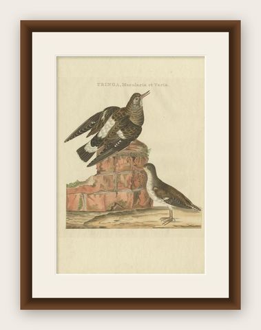 Antique Bird Print of the Spotted Sandpiper by Sepp & Nozeman, 1797, shown framed
