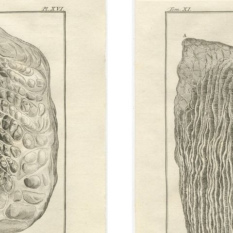 Buffon Ruminant Anatomy Engravings Set of 4, Natural History Plates, 1775, close-up 1