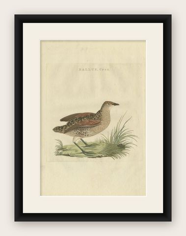 Antique Bird Print of the Corn Crake by Sepp & Nozeman, 1797, shown framed