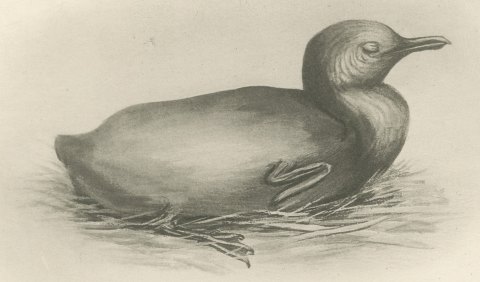 Newly Hatched and Downy Young of the Cormorant or Shag after Medland, c. 1909, close-up 1