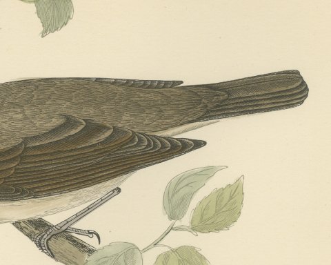 Garden Warbler on a Branch, Hand Colored Antique Bird Print, Morris, 1896, close-up 2