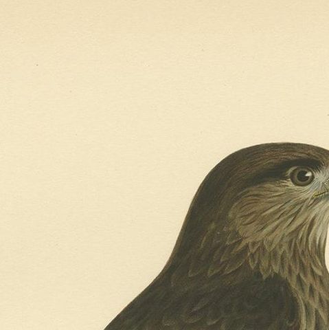 Antique Bird Print of the Common Buzzard by Von Wright, '1929', close-up 1