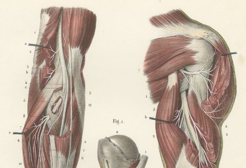Nerves of the Shoulder and Elbow, Antique Hirschfeld Anatomy Print, 1866, view 3