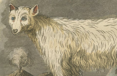 The White Fox of Canada, Elegant Arctic Wildlife Engraving Under Moonlight 1801, close-up 6