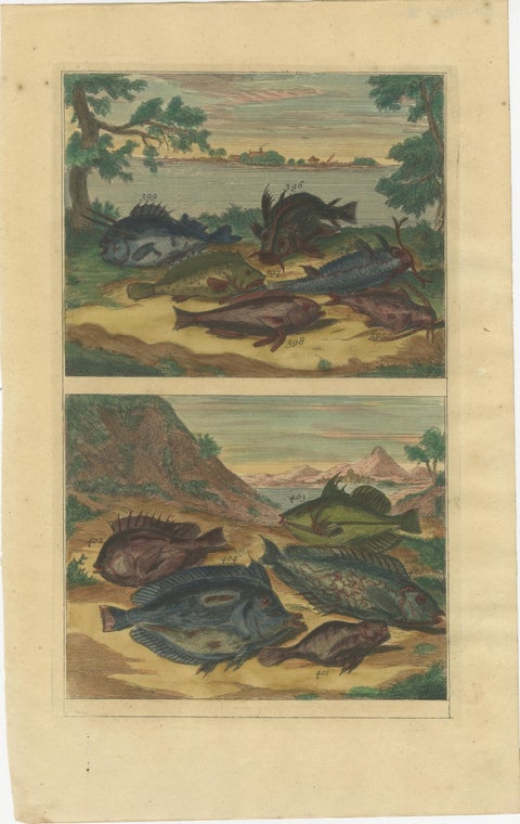 Set of 12 Colored Antique Prints of various Fish species and other Marine Life, view 7