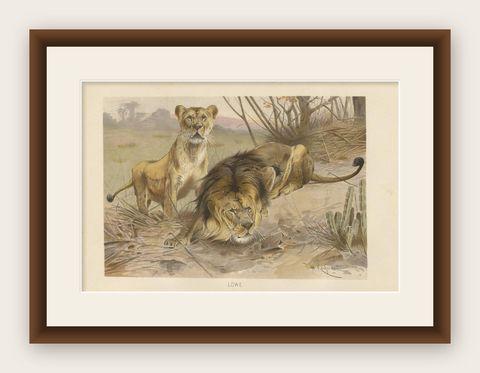Antique Print of Lions by Brehm 'c.1890', shown framed