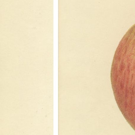 Set of 2 Antique Prints of the Gravenstein Apple and Alexander Apple, close-up 2