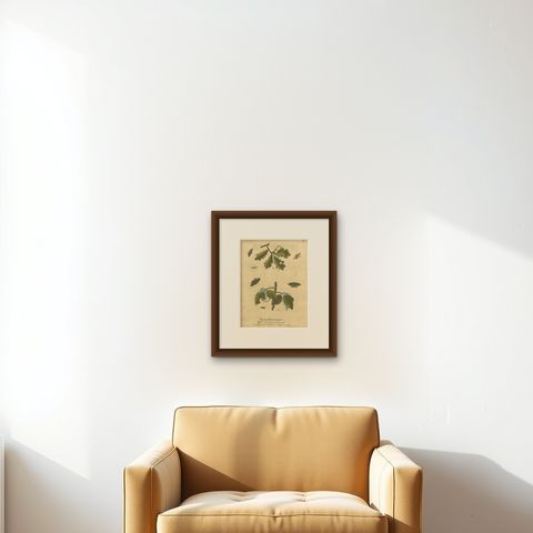 English Moths and Caterpillars on Oak & Bramble, Antique Insect Engraving, 1720, shown framed on a wall