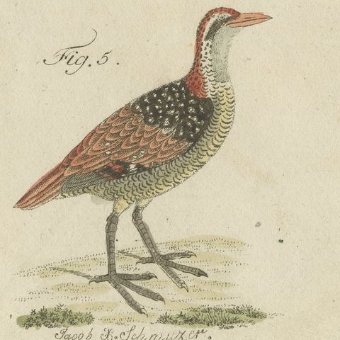 Jacanas and Wading Birds with Long Toes, Antique Bertuch Print, circa 1805, close-up 6
