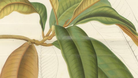 Antique Botanical Lithograph, Isonandra Gutta Percha Plant, de Vriese, 1856, close-up 3