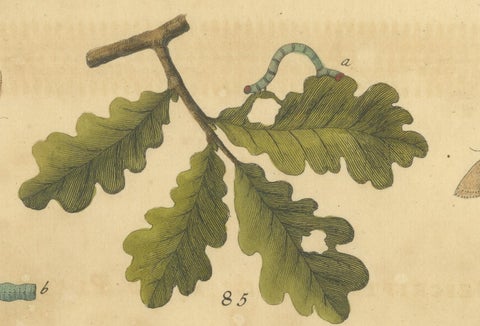 English Moths and Caterpillars on Oak & Bramble, Antique Insect Engraving, 1720, view 3