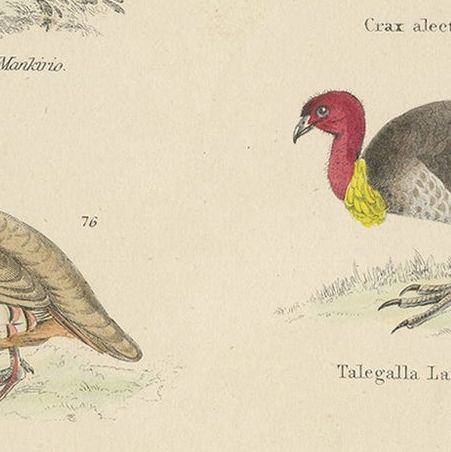 Bird Prints of Mankirio, the Curassow, a Partridge, a Turkey & Sheathbill, c1860, close-up 2
