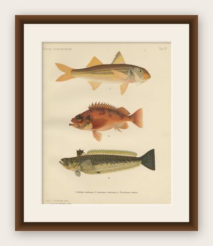 Red Mullet, Norway Redfish, and Greater Weever - Vibrant Fish Lithography, 1895, shown framed