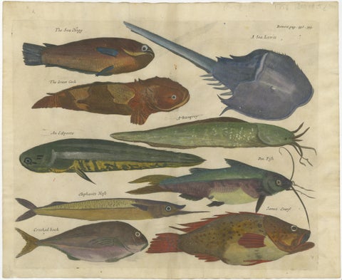 Exotic Fish Prints - Set of Five Hand-Colored Engravings by John Nieuhoff, c1704, view 5