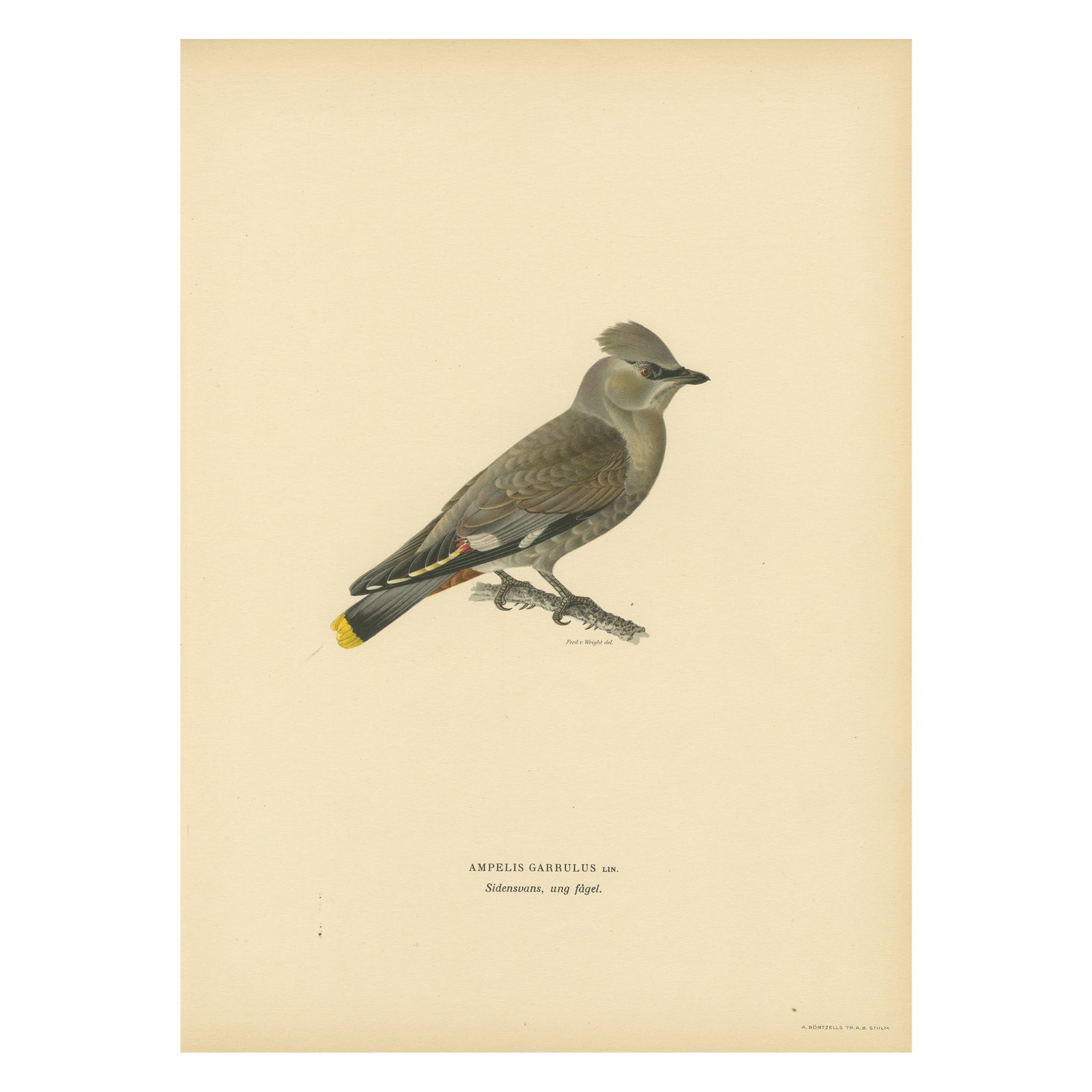 Ampelis Garrulus - Hand-colored Bohemian Waxwing Lithograph, 1927