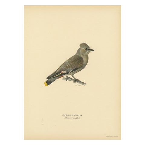 Ampelis Garrulus - Hand-colored Bohemian Waxwing Lithograph, 1927
