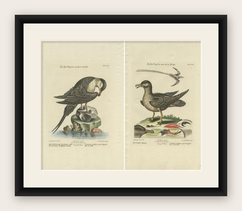 Set of 2 Antique Prints of a Male and Female Arctic Bird, shown framed