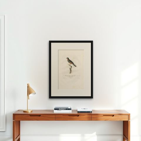 Antique Bird Print of a Whiskered Fantail by Vieillot '1807', shown framed on a wall