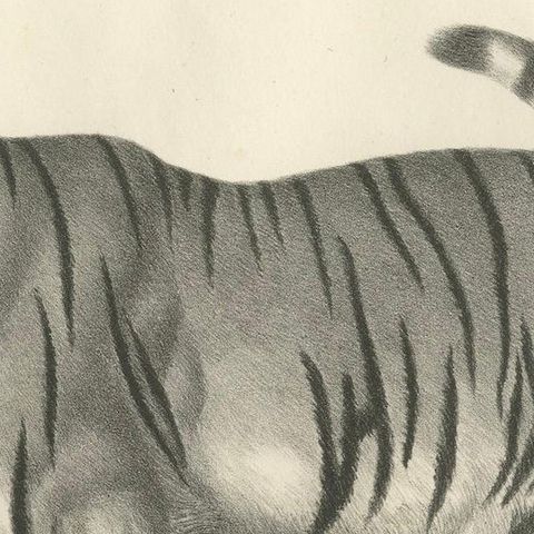 19th-Century Lithograph of the Striped Tigress, Mate of the Royal Tiger, close-up 5