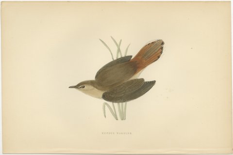 Rufous Warbler or Rufous Bush Robin, Hand Colored Bird Print, Morris, 1896, view 2