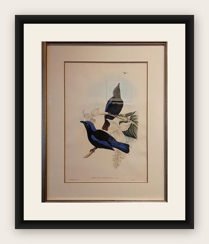 Antique Bird Print in Frame of the Black-Mantled Fairy Bluebird by Gould, 1870, shown framed