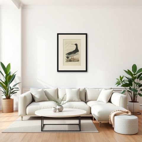 Antique Bird Print of the Eurasian Oystercatcher by Sepp & Nozeman, 1770, shown framed in a room