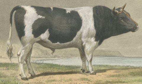 Breton Bull, Antique Cattle Print after Constant Troyon, 1873, view 3
