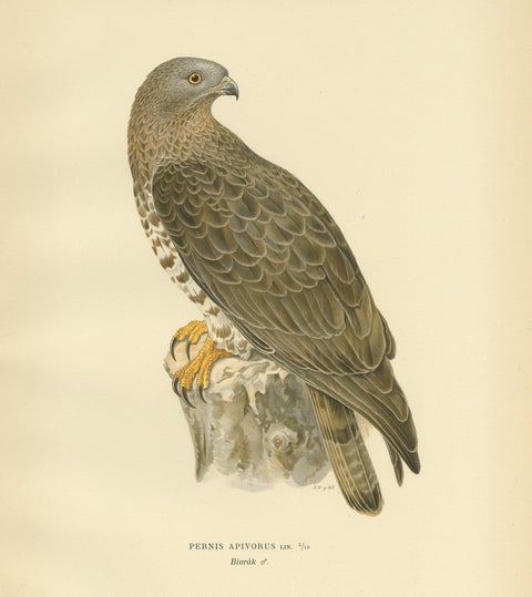 Antique Bird Print of the Honey Buzzard by Von Wright, 1929, view 2