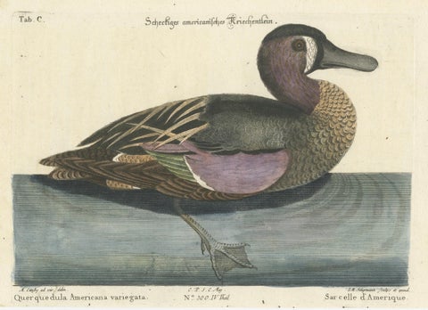 Hand-Colored Engraving of the American Variegated Teal by Seligmann, ca.1770, close-up 5