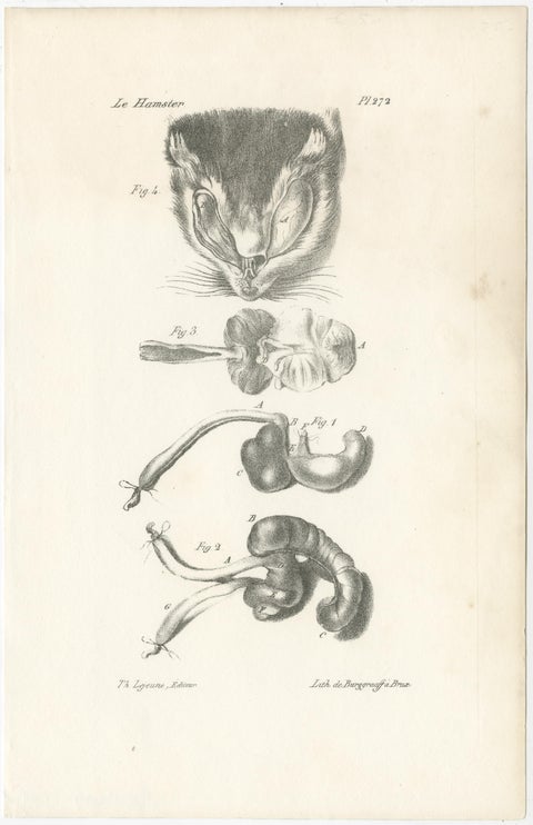 19th Century Animal Anatomy Prints by Lejeune, circa 1840, view 5