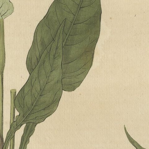 Detailed Engraved Botanical Study of Persicaria Bistorta or Common Bistort, 1822, close-up 5