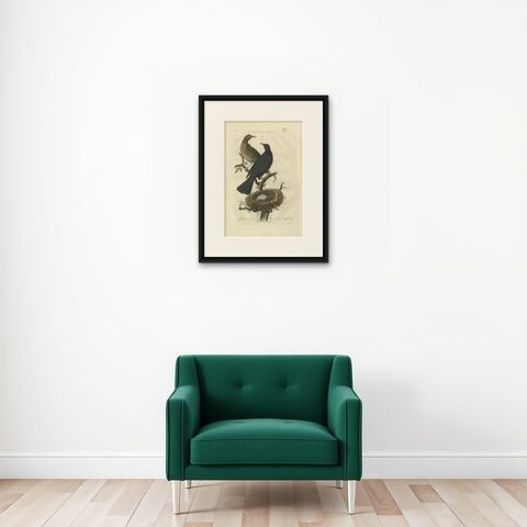 Antique Bird Print of the Common Blackbird by Sepp & Nozeman, 1770, shown framed on a wall
