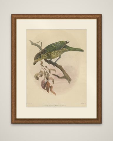 Antique Bird Print of the Black-Cheek Cat Bird by Elliot, c.1873, shown framed