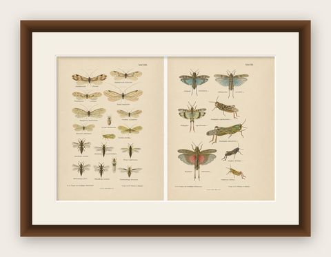 Pair of Antique Entomology Lithographs by Richard Tümpel, Germany 1908, shown framed