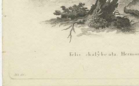 Antique Engraving of a Leopard, Drawn by Ihle and Engraved by Bock, c.1800, close-up 4