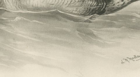 Duck Preening, Antique Bird Print after Lilian Medland, circa 1909, close-up 1
